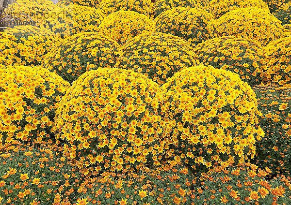 Gelbe Chrysanthemen (Chrysanthemum)  kugelförmig  Baden-Württemberg  Deutschland  Europa