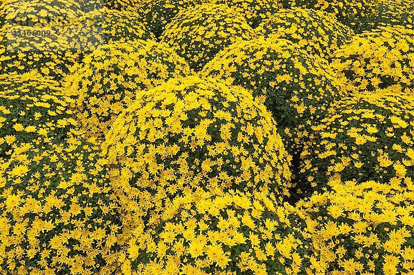 Gelbe Chrysanthemen (Chrysanthemum)  kugelförmig  Baden-Württemberg  Deutschland  Europa