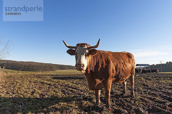 Salers  rotbraune Rinder auf der Weide  Mittelfranken  Bayern  Deutschland  Europa