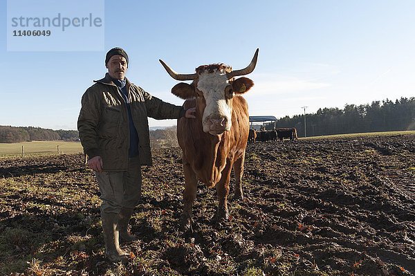 Landwirt mit Salers-Kuh auf der Weide  Mittelfranken  Bayern  Deutschland  Europa