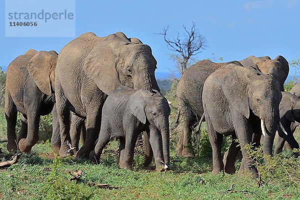 Herde afrikanischer Buschelefanten (Loxodonta africana) in Bewegung  Krüger-Nationalpark  Südafrika  Afrika