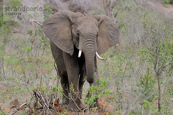 Afrikanischer Buschelefant (Loxodonta africana) beim Fressen  Krüger-Nationalpark  Südafrika  Afrika