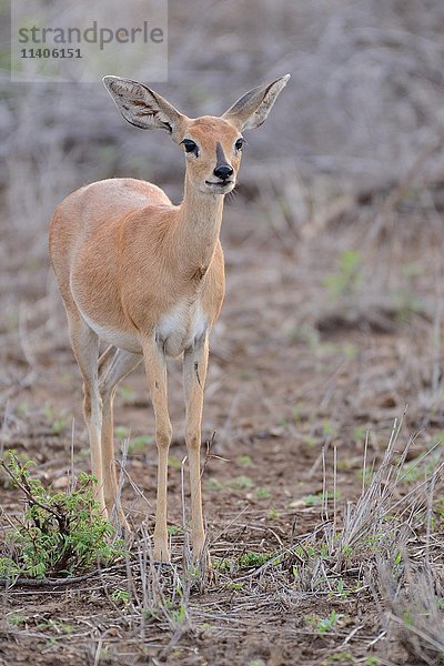 Steinbock (Raphicerus campestris)  erwachsenes Weibchen  Kruger National Park  Südafrika  Afrika
