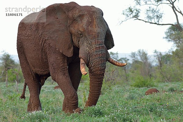 Afrikanischer Buschelefant (Loxodonta africana) beim Fressen von Gras  Bulle  Krüger-Nationalpark  Südafrika  Afrika