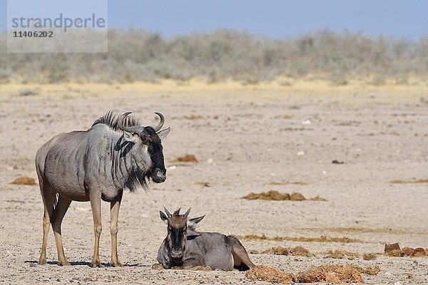 Zwei Streifengnus (Connochaetes taurinus)  Erwachsene und Jungtiere auf trockenem Boden  Etosha-Nationalpark  Namibia  Afrika