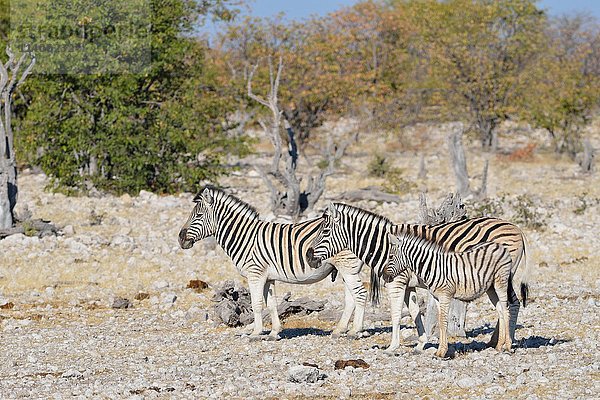 Burchell-Zebras (Equus quagga burchellii)  erwachsenes Männchen und Weibchen mit Fohlen auf steinigem Boden  Etosha-Nationalpark  Namibia  Afrika