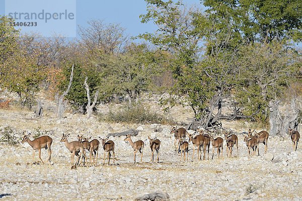 Schwarzgesicht-Impalas (Aepyceros melampus petersi)  Herde auf dem Weg zur Wasserstelle  Etosha-Nationalpark  Namibia  Afrika