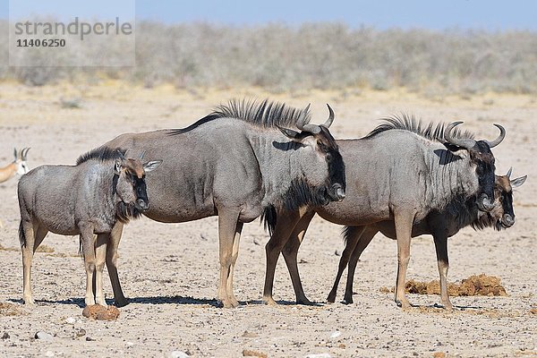 Streifengnus (Connochaetes taurinus)  zwei erwachsene Tiere und zwei Jungtiere  stehend auf trockenem Boden  Etosha-Nationalpark  Namibia  Afrika