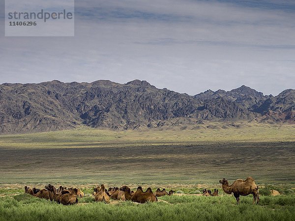 Kamele (Camelus ferus)  Wüste Gobi  mit Großem Hinggan-Gebirge  Mongolei  Asien