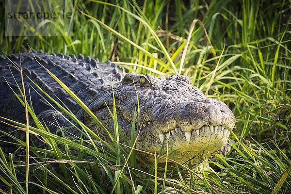 Nilkrokodil (Crocodylus niloticus) im Gras  Okavango-Delta  Botsuana  Afrika