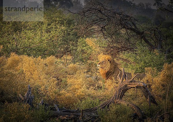 Löwe (Panthera leo) auf der Lauer  Okavango-Delta  Botswana  Afrika