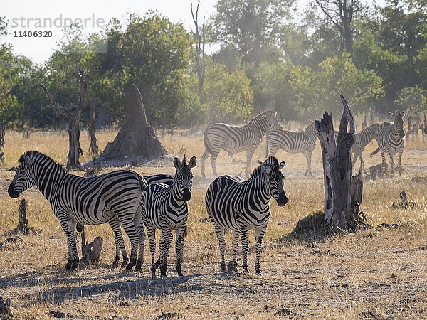 Kleine Herde von Burchell-Zebras (Equus quagga burchelli) im staubigen Buschland  Moremi-Wildreservat  Botsuana  Afrika