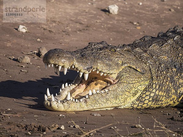 Nilkrokodil (Crocodylus niloticus) mit offenem Maul  Porträt  Moremi-Nationalpark  Botsuana  Afrika