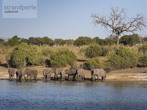 Afrikanische Buschelefanten (Loxodonta africana)  Herde am Flussufer stehend  Chobe National Park  Botswana  Afrika