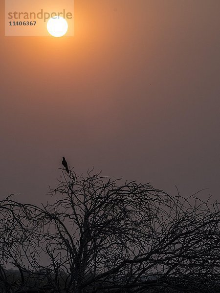 Raubvogel auf einem Baum sitzend bei Sonnenuntergang  Okavango-Delta  Botswana  Afrika