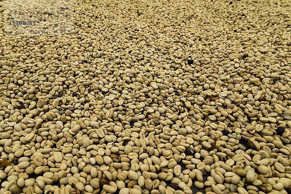Trocknung von Kaffeebohnen  Kaffeeplantage Finca El Ocaso  Zona Cafetera bei Salento  Quindío  Kolumbien  Südamerika