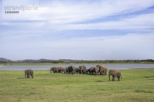 Asiatische Elefanten (Elephas maximus) an einem See  Udawalawe-Nationalpark  Sri Lanka  Asien