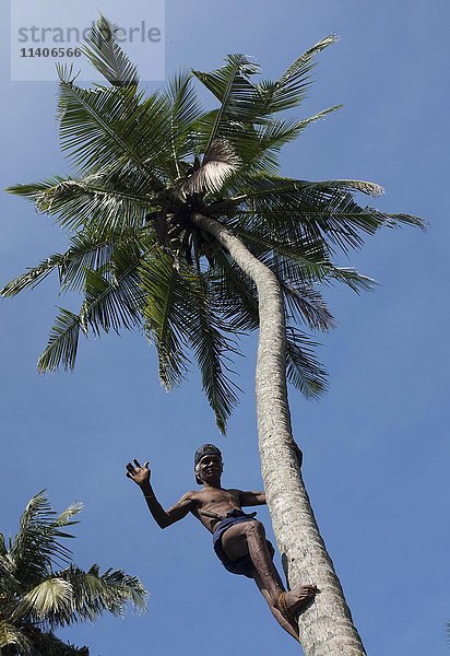 Mann klettert auf Kokosnusspalme  Boosa  Sri Lanka  Asien