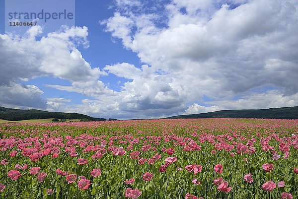 Rosa Schlafmohnfeld (Papaver somniferum)  blauer Himmel mit Kumuluswolken  Hessen  Deutschland  Europa