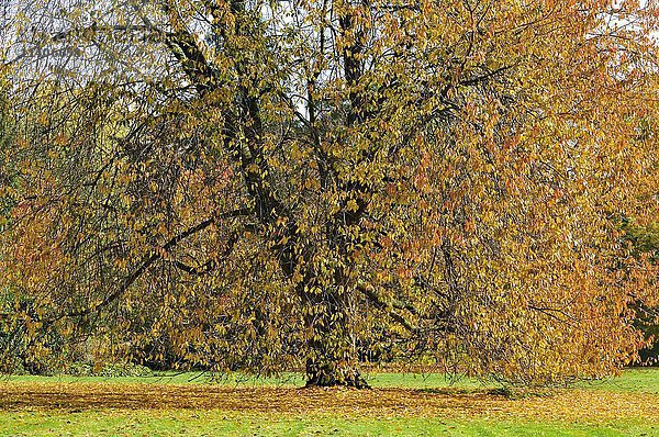 Kirschbaum (Prunus) mit gelbem Herbstlaub  Nordrhein-Westfalen  Deutschland  Europa