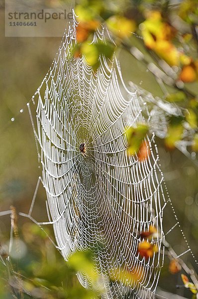 Spinnennetz mit Spinne (Araneus) zwischen Birkenzweigen (Betula sp.)  Niedersachsen  Deutschland  Europa