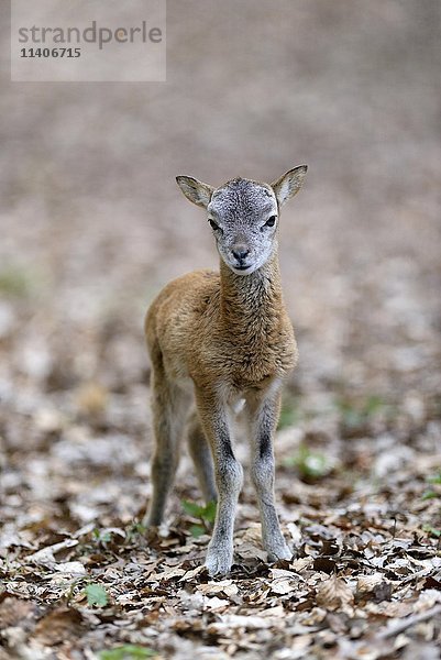 Europäischer Mufflon (Ovis ammon musimon)  Jungtier  in Gefangenschaft  Deutschland  Europa