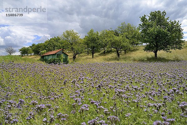Holzschuppen zwischen einem Feld mit violetten Phacelia-Blüten (Phacelia sp.) und Kirschbäumen  Hessen  Deutschland  Europa