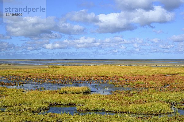 Glaswurz (Salicornia europaea agg.) mit Herbstfärbung auf Salzwiesen  Nationalpark Schleswig-Holsteinisches Wattenmeer  Westerheversand  Nordfriesland  Schleswig-Holstein  Deutschland  Europa