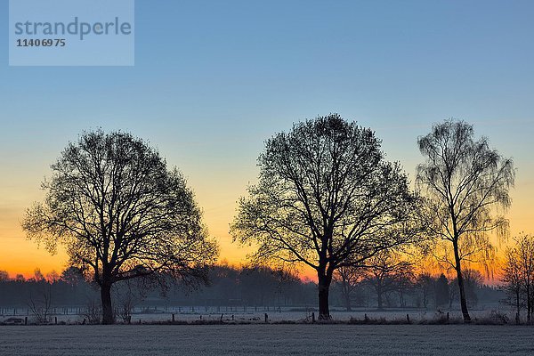 Laublose Bäume in der Morgendämmerung  Sonnenaufgang  bei Schermbeck  Niederrhein  Nordrhein-Westfalen  Deutschland  Europa
