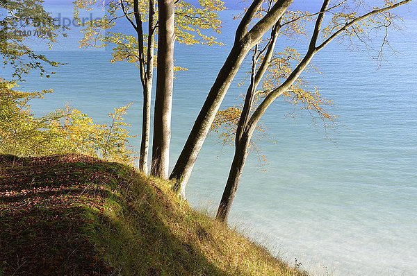 Bäume auf Steilküste  Nationalpark Jasmund  Blick auf Ostsee  Sassnitz  Rügen  Mecklenburg-Vorpommern