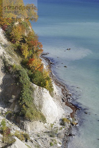 Kreideküste im Herbst  bunte Bäume an der Steilküste  Ostsee  Sassnitz  Rügen  Mecklenburg Vorpommern