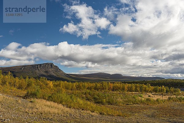 Herbst im Nationalpark Stora Sjöfallet  Laponia  Norrbotten  Lappland  Schweden  Europa