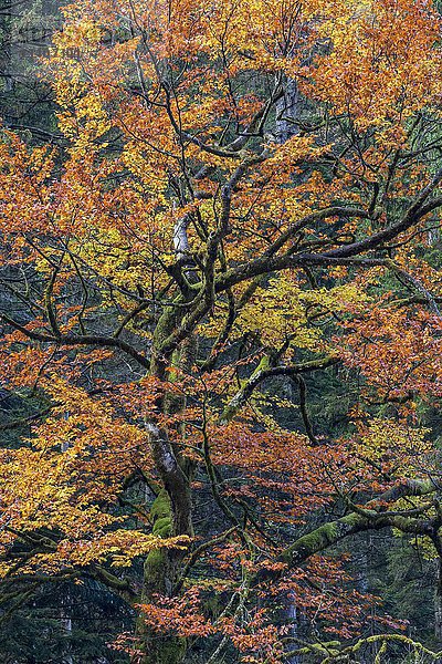 Buche (Fagus sp.) in Herbstfarben  Nationalpark Gesäuse  Steiermark  Österreich  Europa
