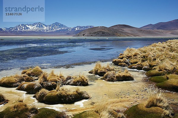 Salzsee im Altiplano Salar de Maricunga  Tres Cruzes National Park  Nordchile  Chile  Südamerika
