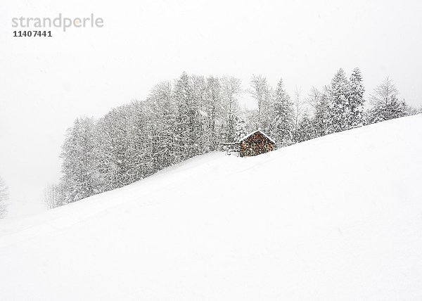 Berghütte vor Winterwald  dichter Schneefall  Hittisau  Bregenzer Wald  Vorarlberg  Österreich  Europa