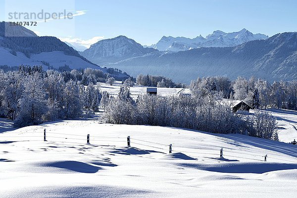 Schneebedeckte Winterlandschaft  Zugerberg  Kanton Zug  Schweiz  Europa