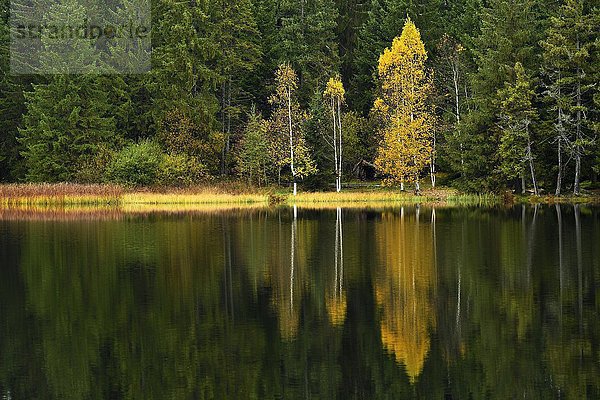 Bäume spiegeln sich im See  Herbst  Moorsee Etang de la Gruère  Saignelegier  Kanton Jura  Schweiz  Europa