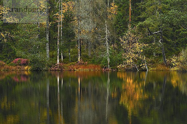 Bäume spiegeln sich im See  Herbst  Sumpfsee Etang de la Gruère  Saignelegier  Kanton Jura  Schweiz  Europa