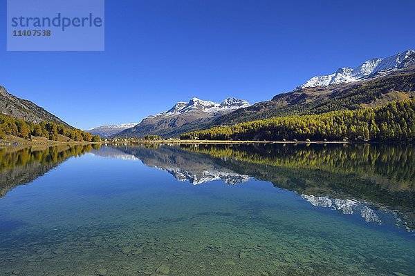 Silser See  dahinter der Piz Corvatsch  Sils  Engadin  Kanton Graubünden  Schweiz  Europa