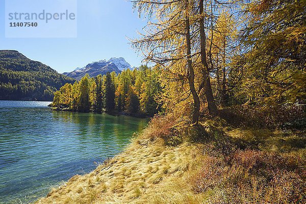 Lärchenwald  Herbstfarben  Silsersee  dahinter Piz da la Margna  Sils  Engadin  Kanton Graubünden  Schweiz  Europa