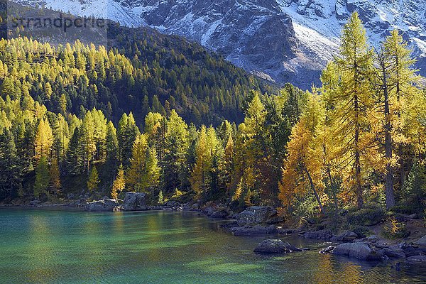 Lärchenwald am Lago di Saoseo  mit Berg Scima da Rügiul  Val di Campo  Kanton Graubünden  Schweiz  Europa