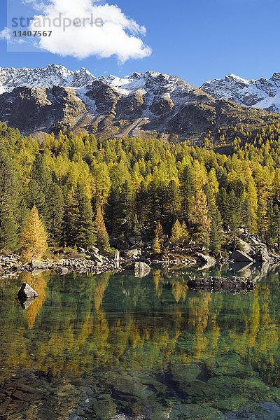 Lärchenwald am Lago di Saoseo  mit Berg Scima da Rügiul  Val di Campo  Kanton Graubünden  Schweiz  Europa