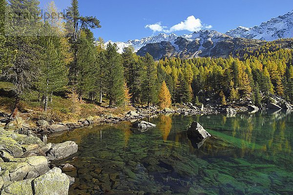 Lärchenwald  Lärchenwald am Lago di Saoseo  mit Berg Scima da Rügiul  Val di Campo  Kanton Graubünden  Schweiz  Europa