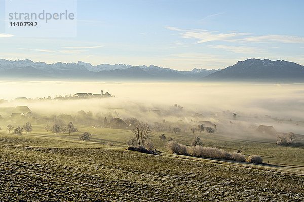 Neblige Atmosphäre  Bäume mit Raureif  Seetal  dahinter Pilatusmassiv  Hohenrain  Kanton Luzern  Schweiz  Europa