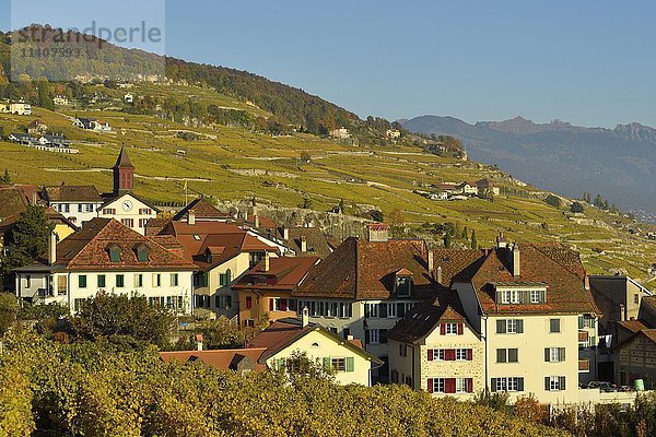 Weinberge im Herbst mit dem Weinbaudorf Rivaz  Lavaux  Kanton Waadt  Schweiz  Europa