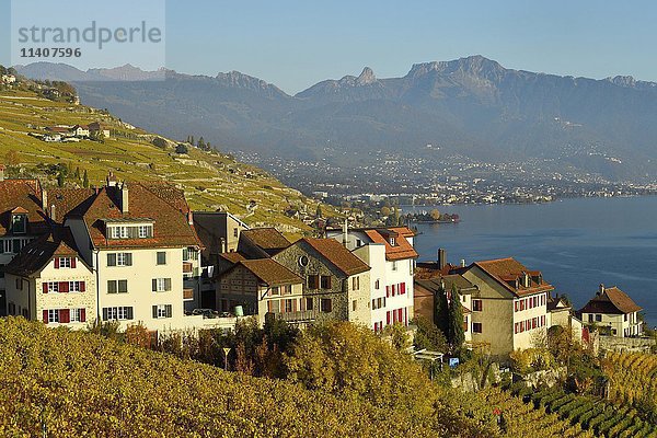 Weinberge im Herbst  Genfersee und Winzerdorf Rivaz  Lavaux  Kanton Waadt  Schweiz  Europa