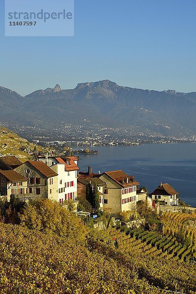 Weinberge im Herbst  Genfersee und Winzerdorf Rivaz  Lavaux  Kanton Waadt  Schweiz  Europa