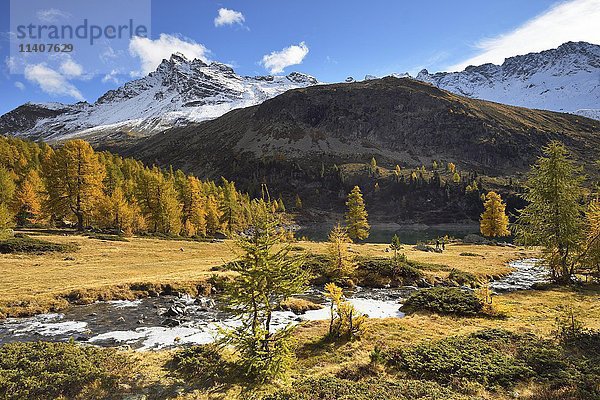 Lärchenwald im Herbst  Lago di Val Viola  Berg Corno di Dosdè  Val di Campo  Kanton Graubünden  Schweiz  Europa