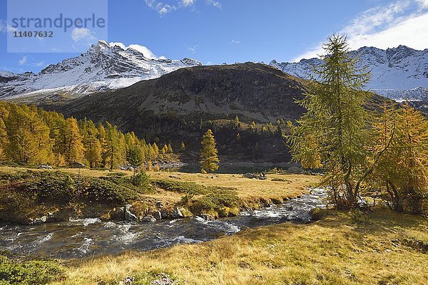 Lärchenwald im Herbst  Lago di Val Viola  Berg Corno di Dosdè  Val di Campo  Kanton Graubünden  Schweiz  Europa