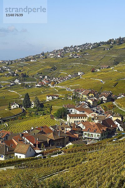 Weinberge im Herbst mit Blick auf die Winzerdörfer Epesses und Riex  Lavaux  Kanton Waadt  Schweiz  Europa